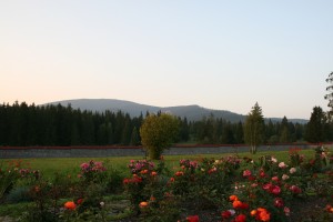 Pelerinaj Izvorul Muresului