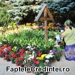 Poze Mormant Arsenie Boca